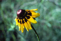 Brown-Eyed Susan