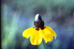 Black-Eyed Susan