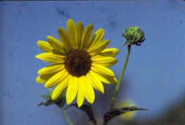 Common Sunflower