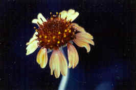 Pincushion Daisy