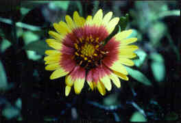 Indian Blanket