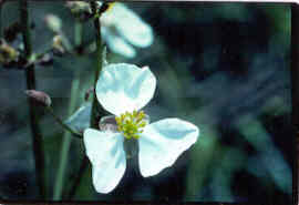 Arrowleaf