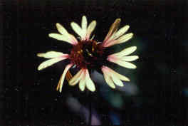 Gaillardia