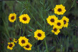 Shortclaw Goldenwave