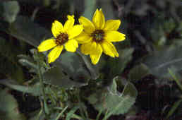 Green-Eyed Daisy