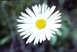 Lazy Daisy