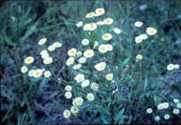 Fleabane Daisy