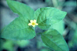 Lawnweed