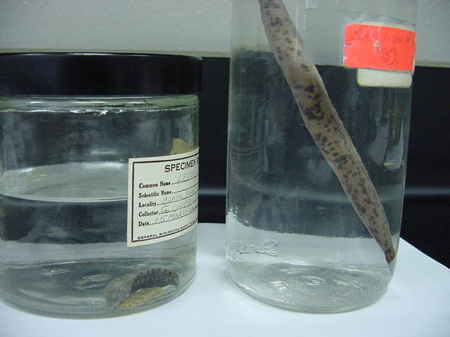 Hirudinea