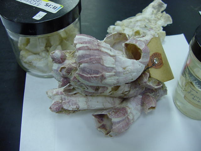 barnacles