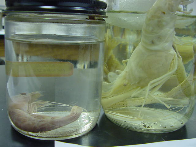 Crustaceans - lab