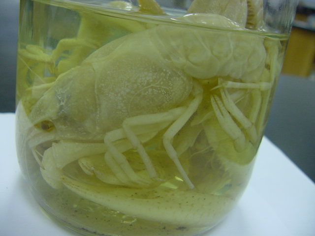 Crustaceans - lab