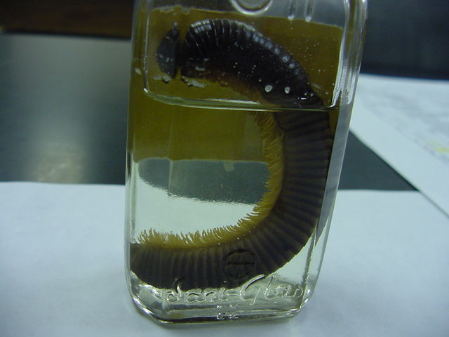 Diplopoda - millipede