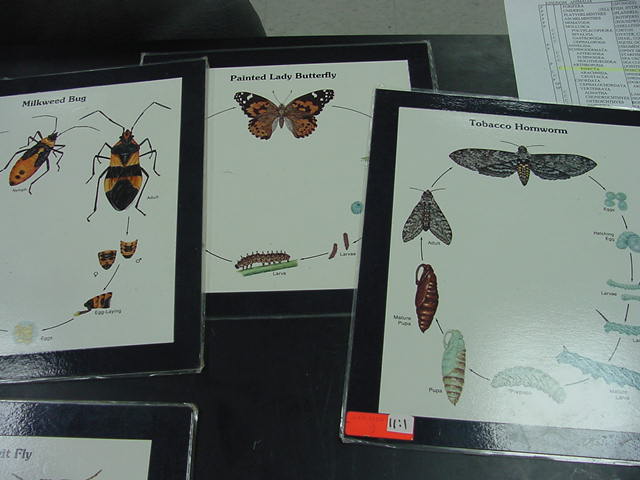 insects