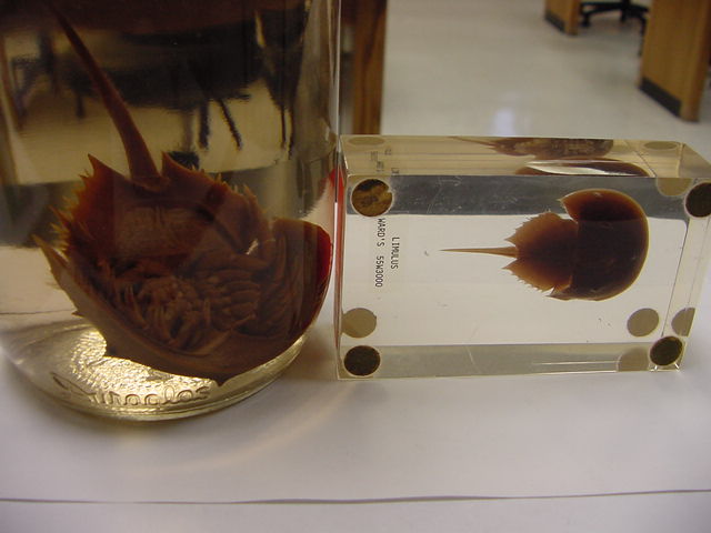 Merostomata - horseshoe crab