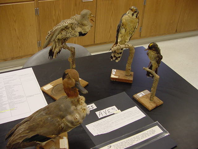 birds