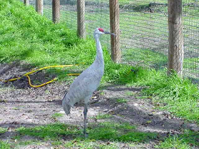 bird