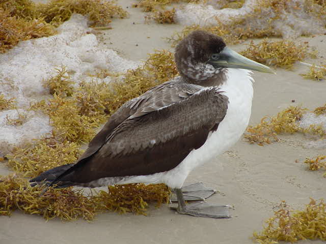 gannet