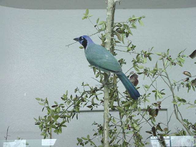 green jay