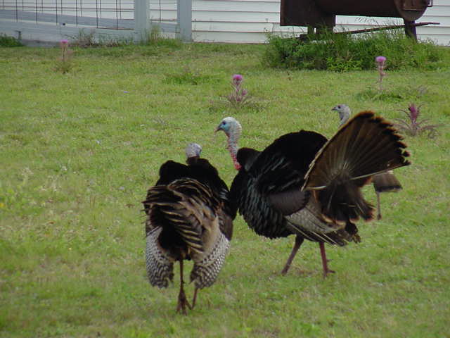 turkeys