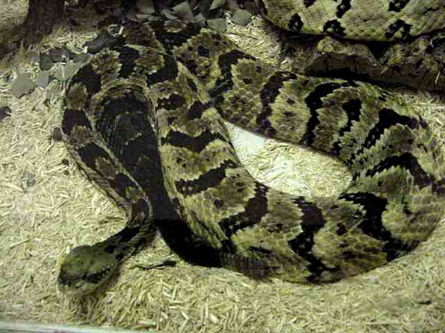 snake
