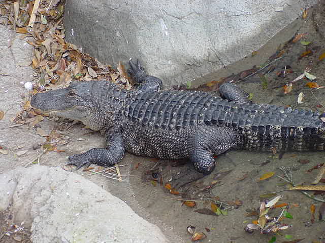 alligator