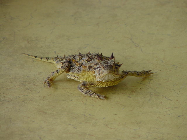 lizard