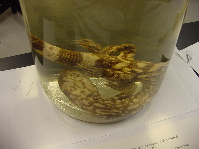 Reptilia