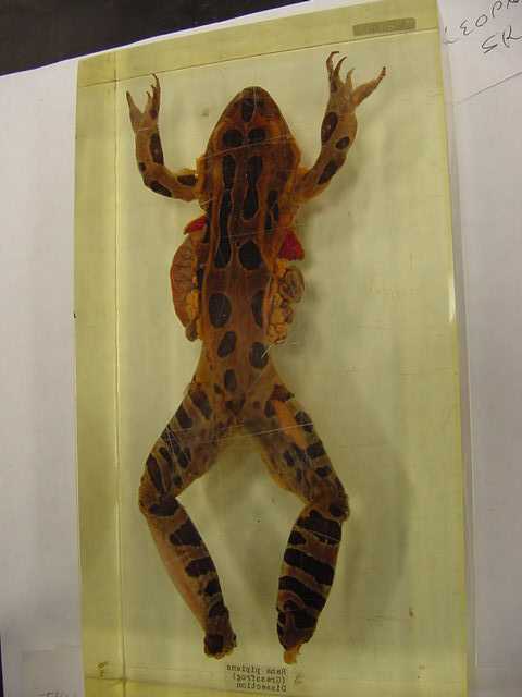 frog