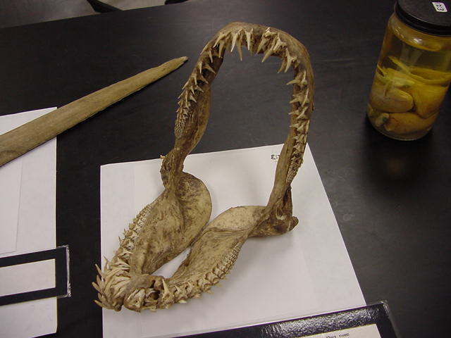 jaws of shark