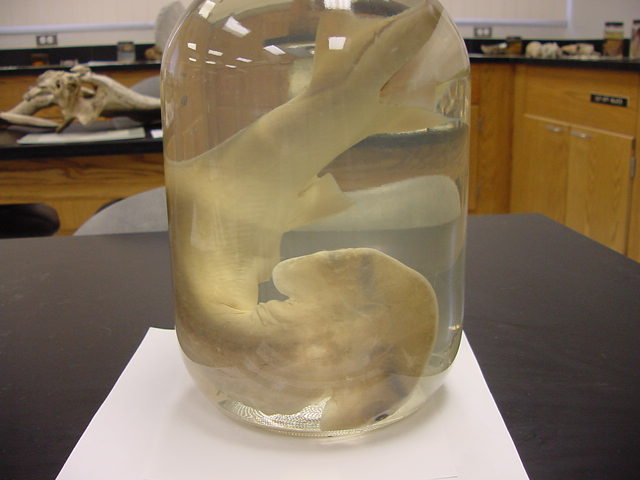 shark