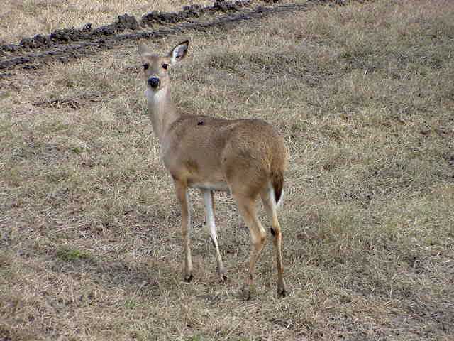 deer