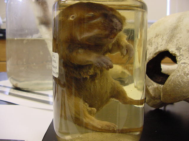gopher