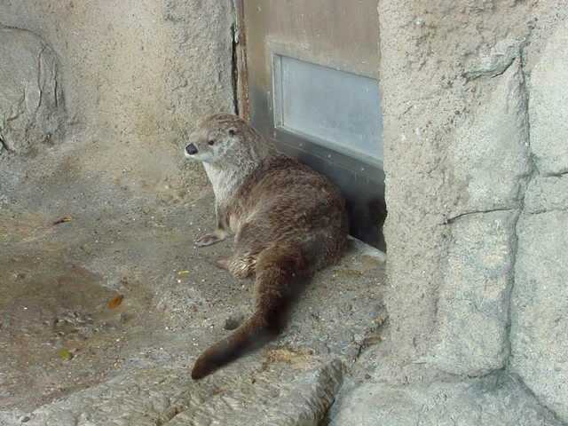 otter