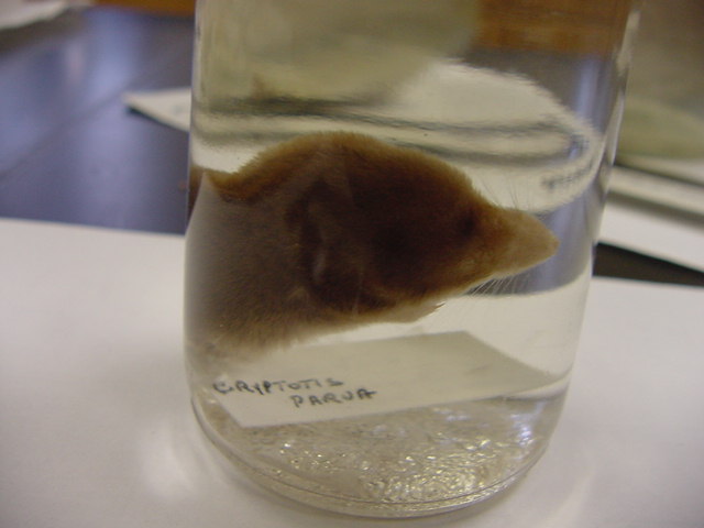 shrew
