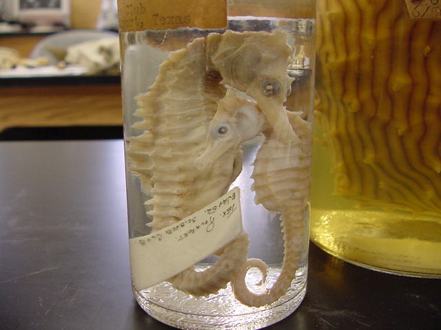 Osteichthyes - sea horse