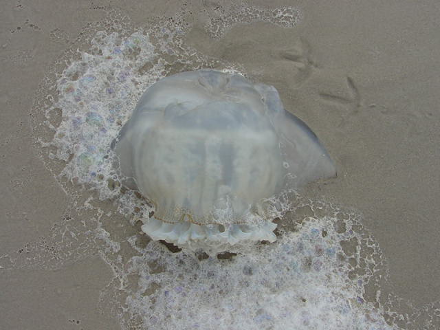 scyphozoa