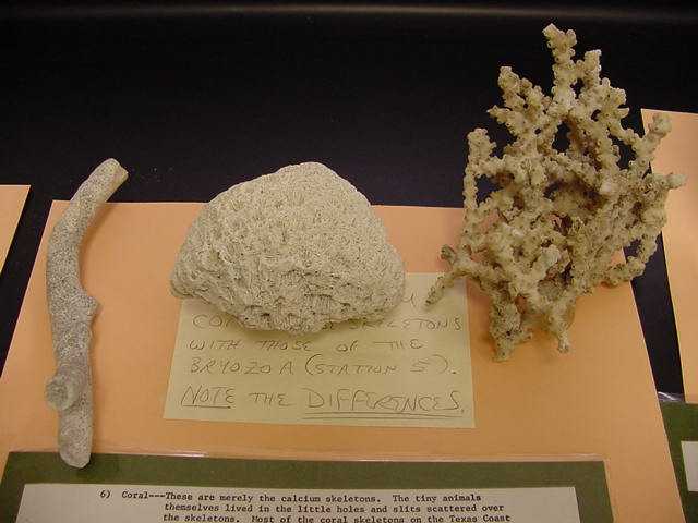 coral