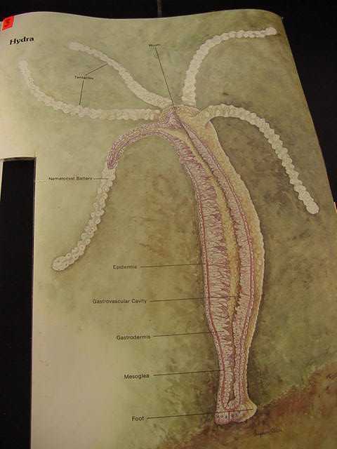 hydra