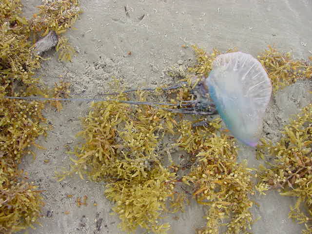 man-of-war