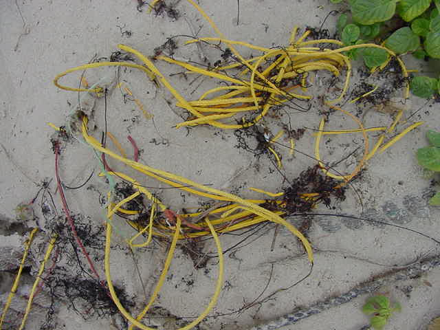 whip coral