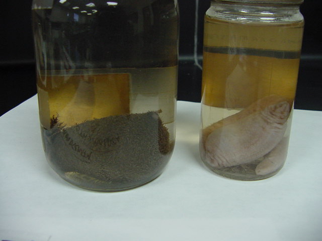 Holothuroidea - sea cucumber