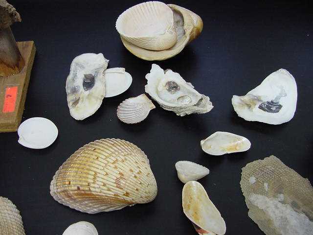 Bivalvia