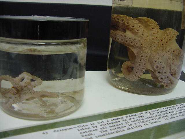 octopus