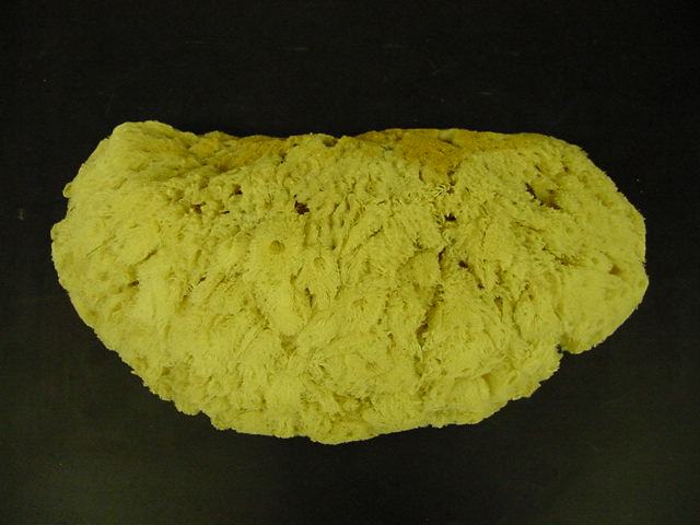 Porifera - Demospongae