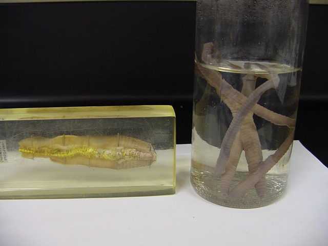 Oligochaeta