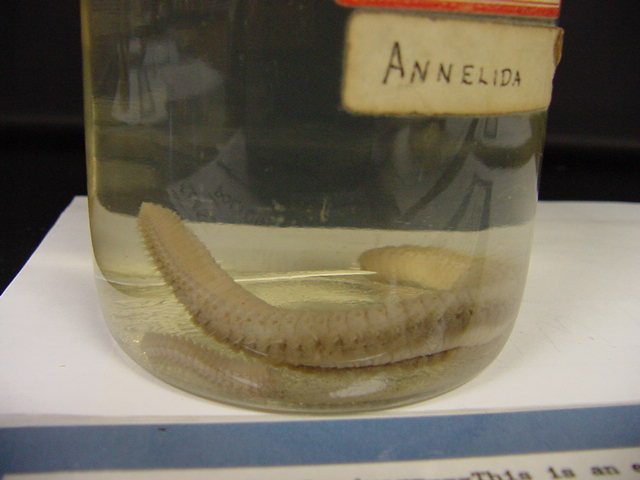 Polychaeta