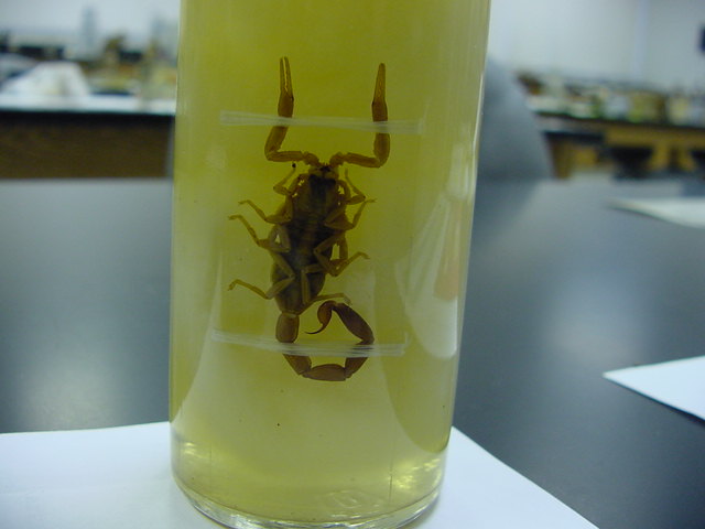 scorpions