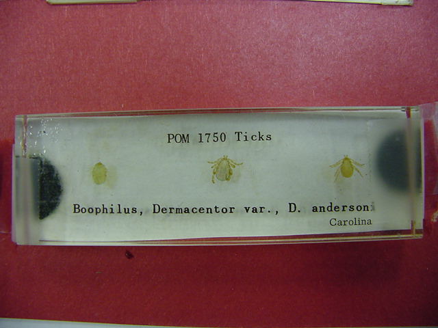 tick