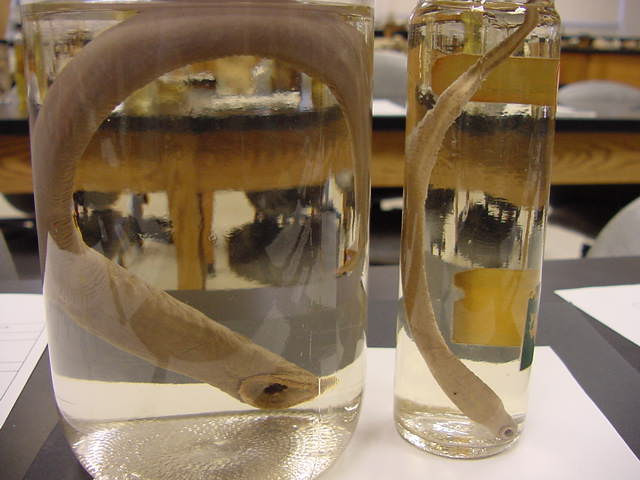 lamprey